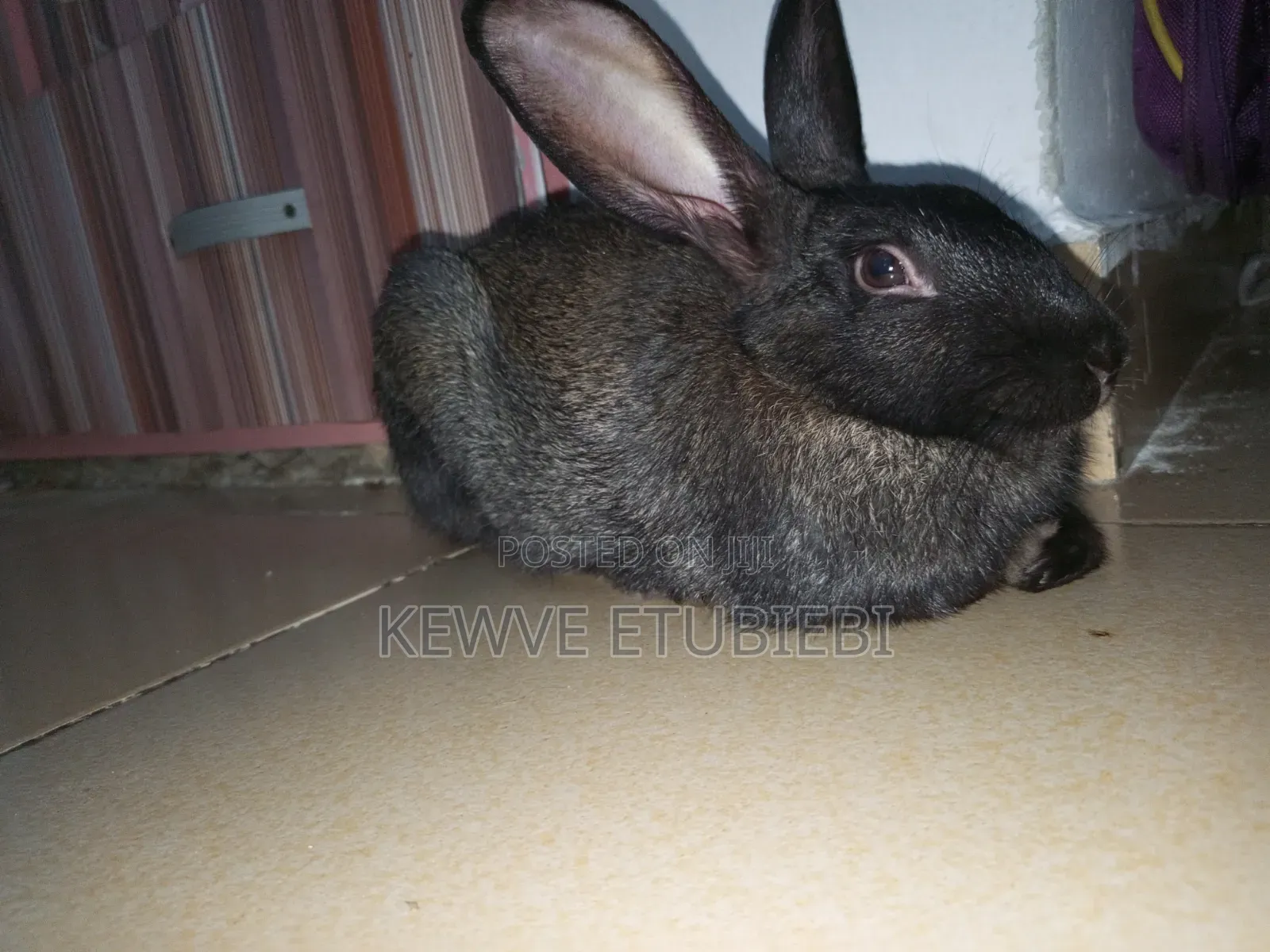 1yr+ Rabbit for Sale