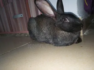1yr+ Rabbit for Sale