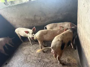 Sows and Boar for Sale