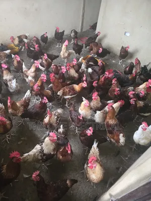 Big Noiler Chicken Available 7 Months