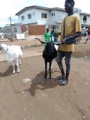 Ramadan Rams Available for Sale