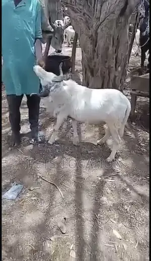 Ileya Festive Rams