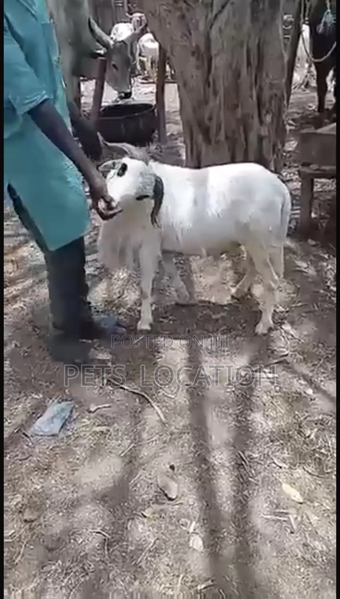Ileya Festive Rams