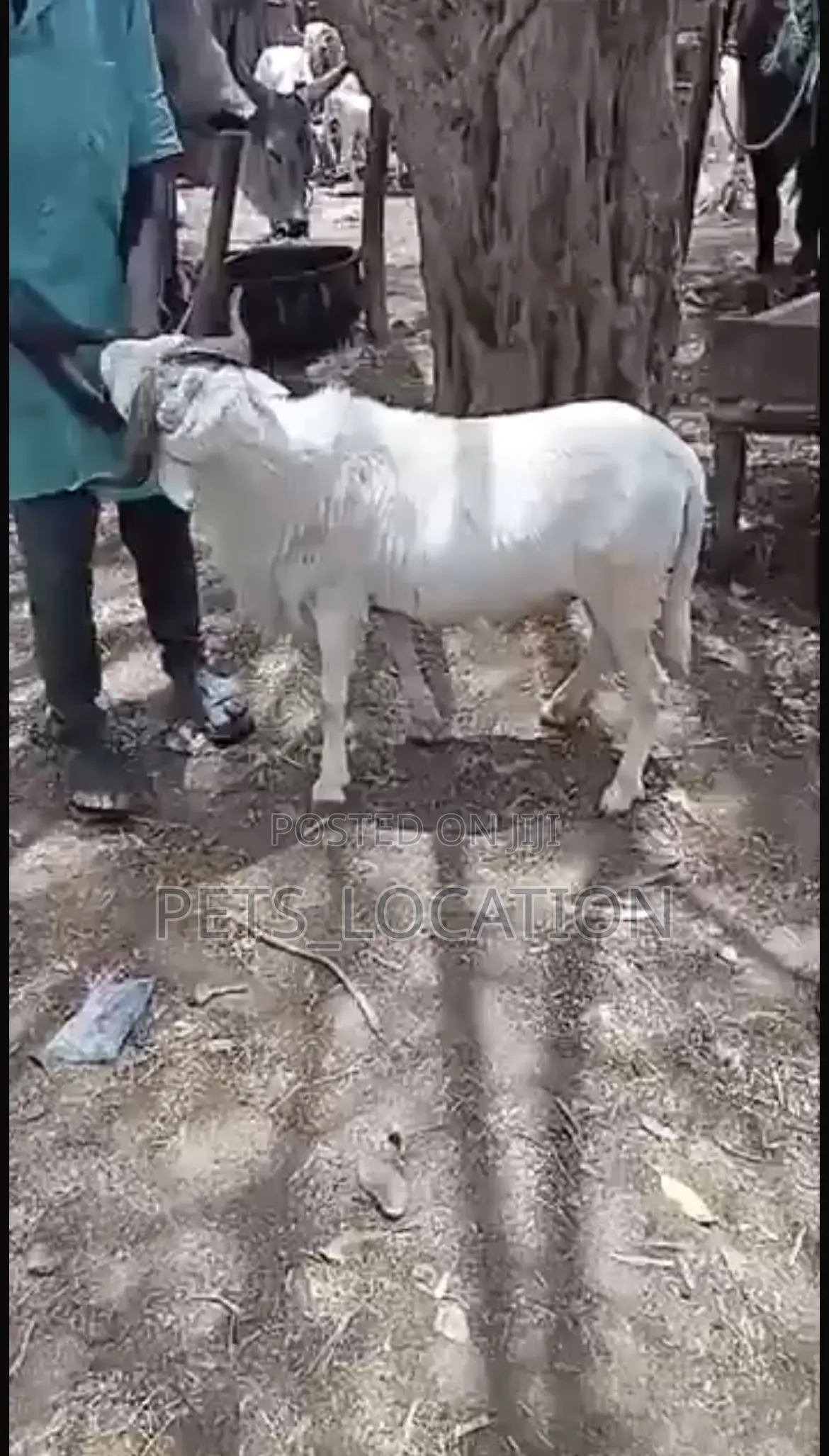 Ileya Festive Rams