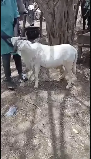Ileya Festive Rams