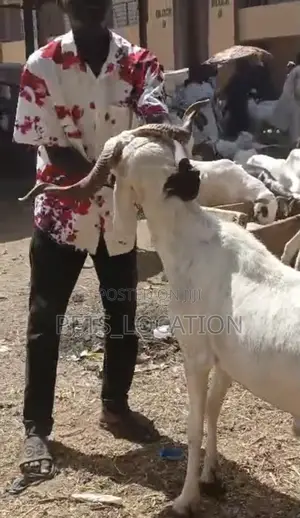Festive Ileya Rams
