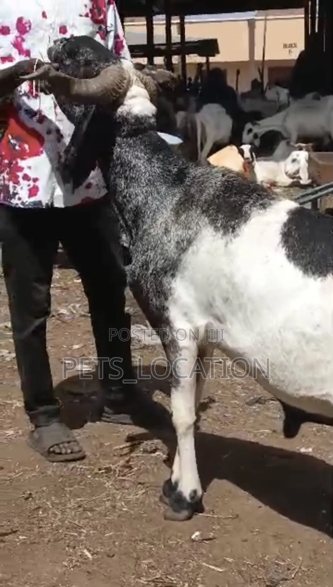 Ileya Rams