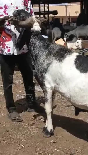 Ileya Rams
