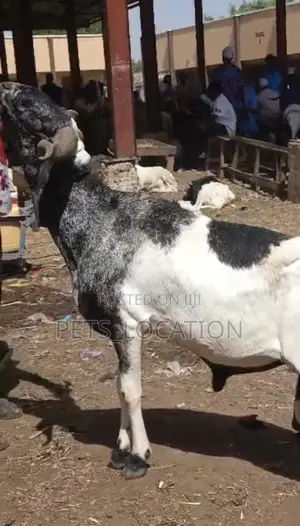 Ileya Rams