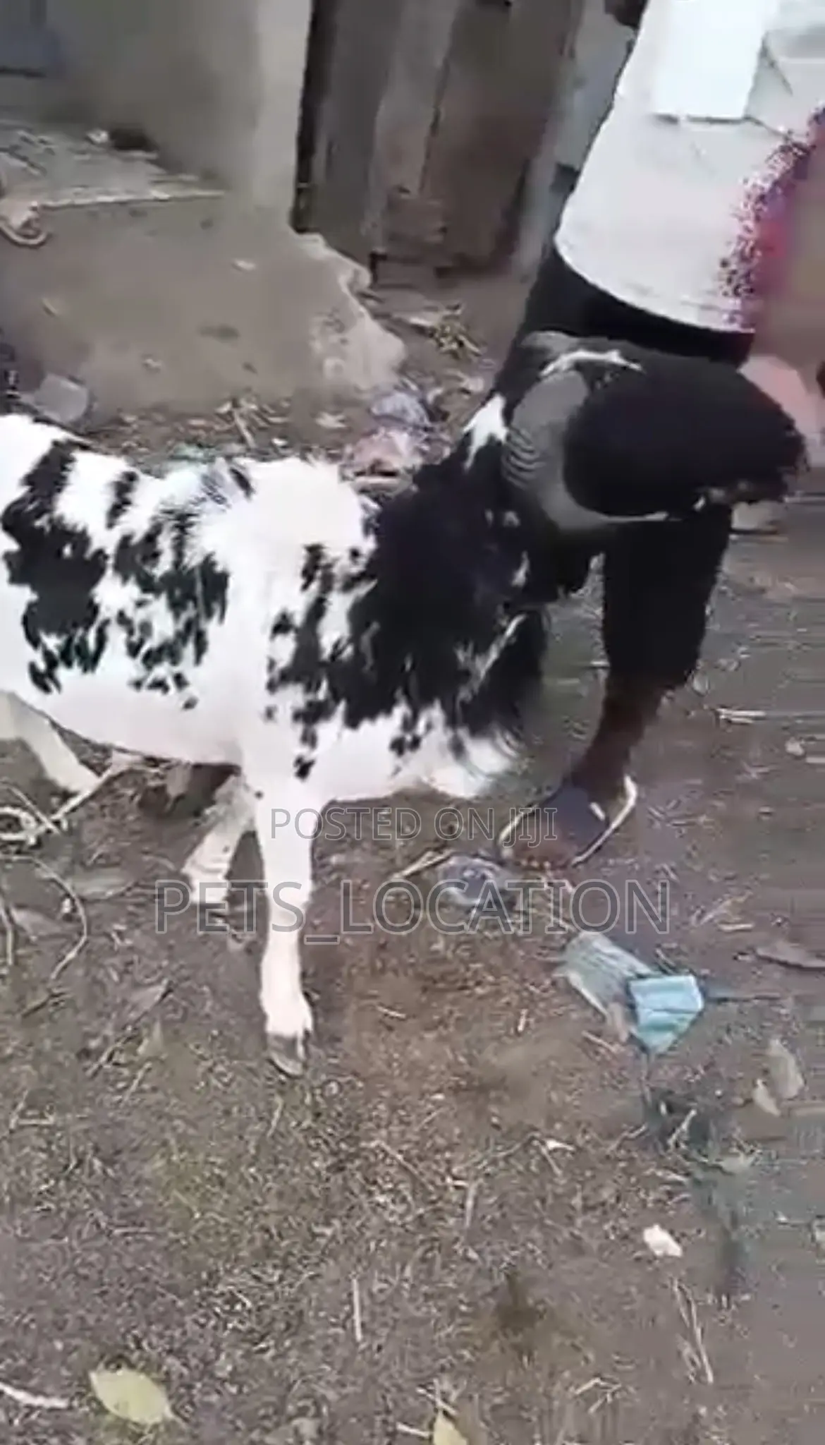Ileya Rams