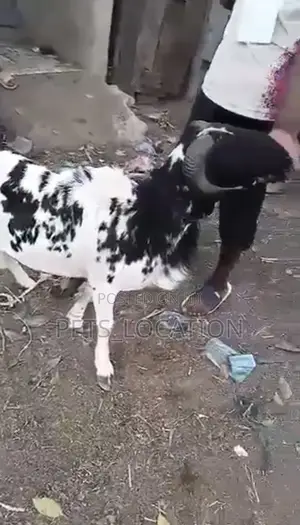 Ileya Rams