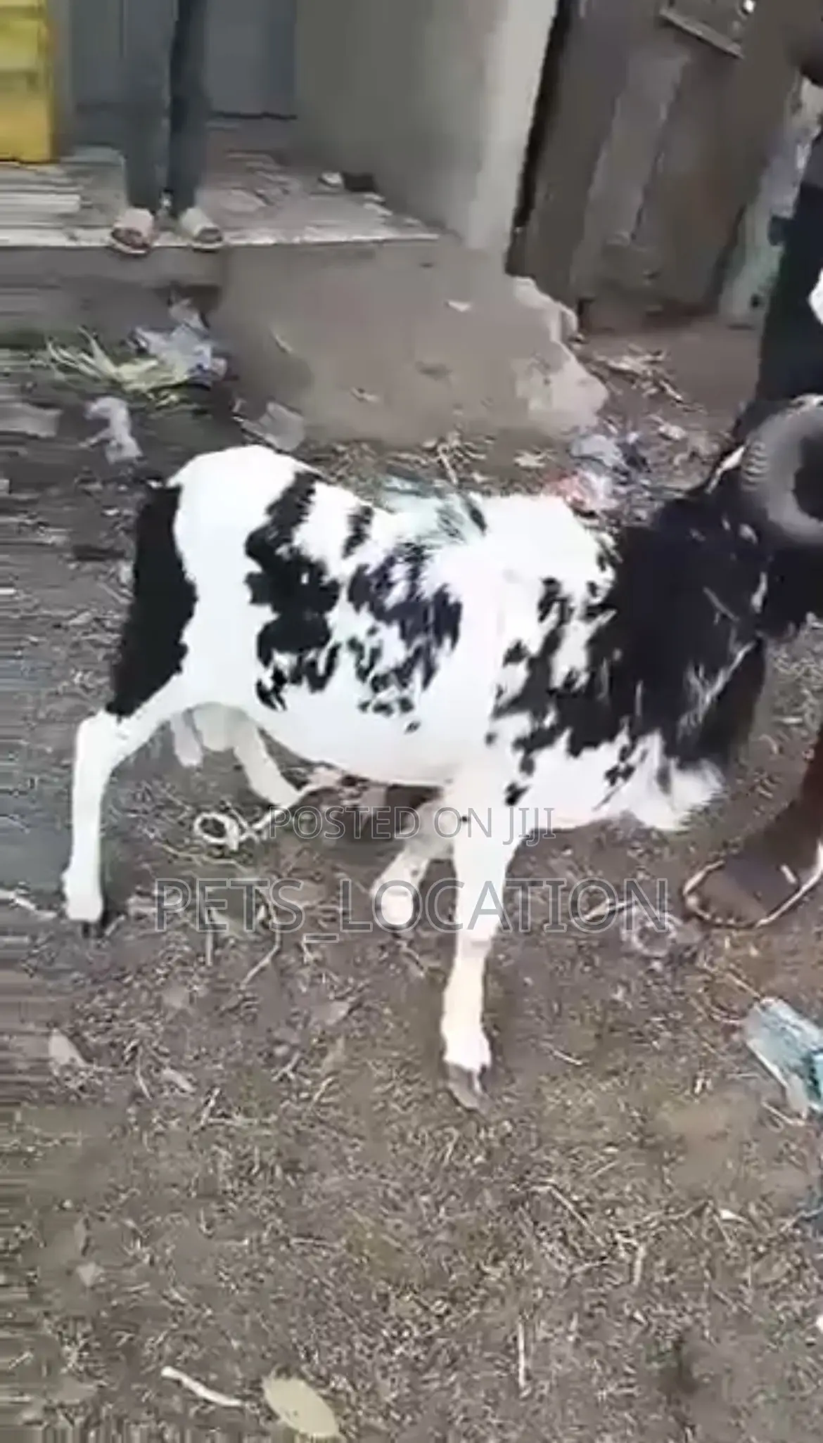 Ileya Rams