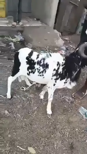 Ileya Rams