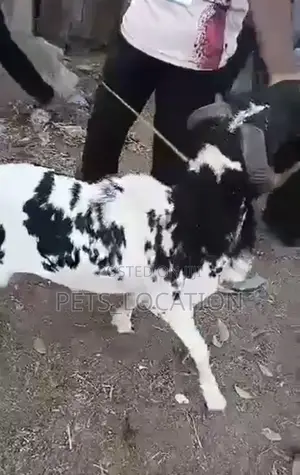 Ileya Rams