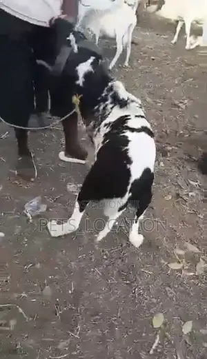 Ileya Rams