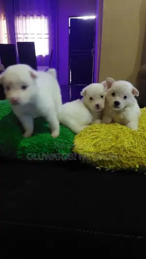 1-3 months Female Purebred American Eskimo