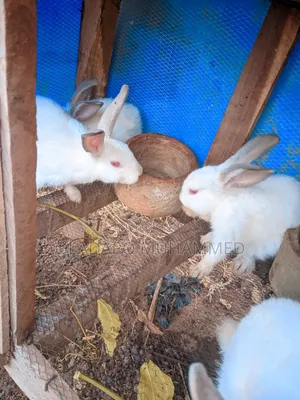 Rabbit Bunnies
