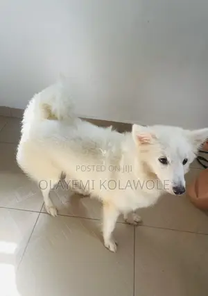 1+ year Male Purebred American Eskimo