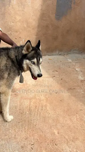 1+ year Male Purebred Siberian Husky