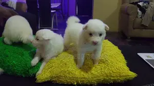 1-3 months Male Purebred American Eskimo