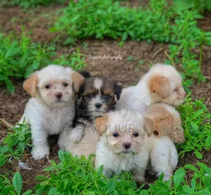 1-3 months Female Purebred Lhasa Apso