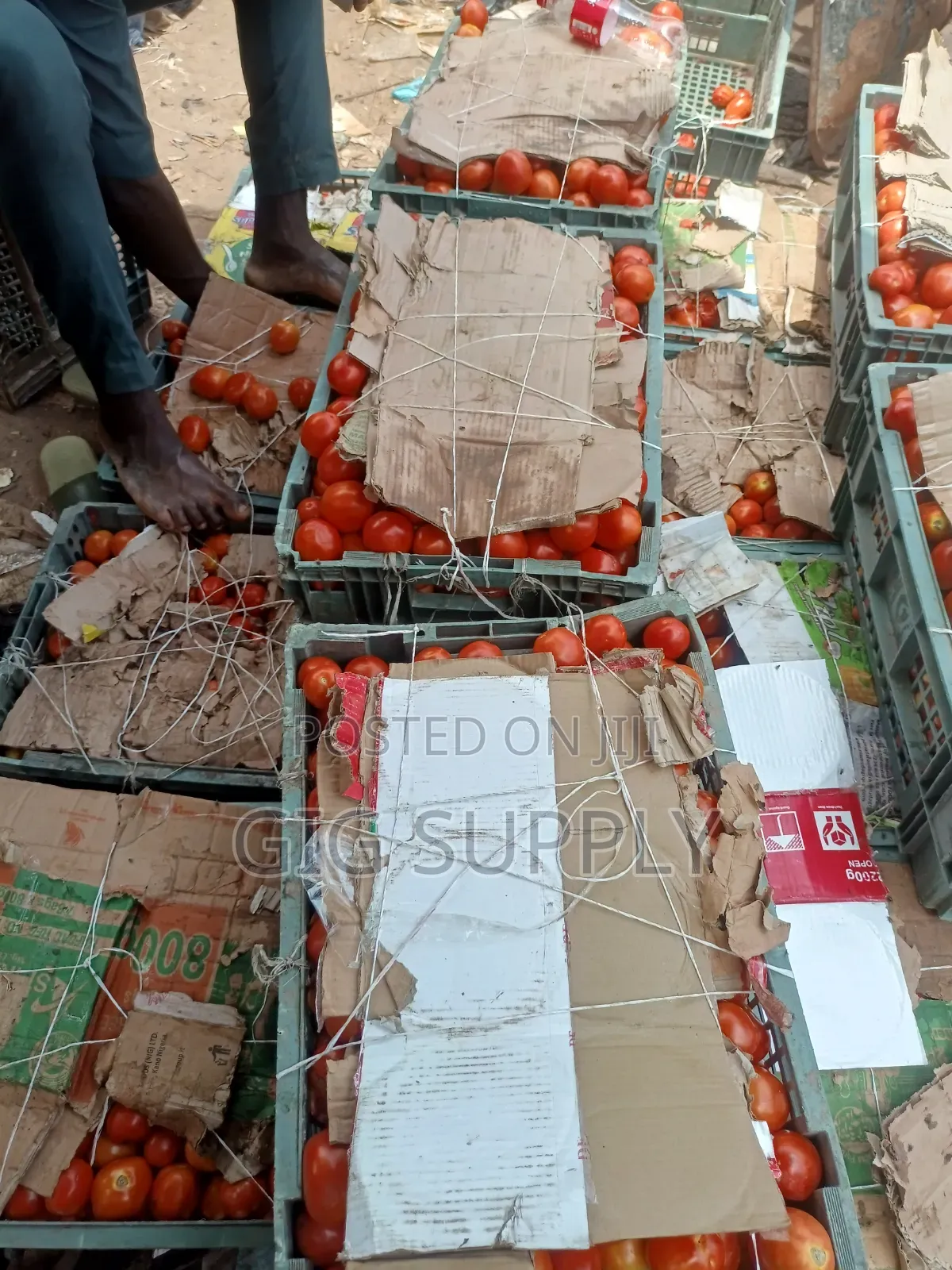 Fresh Tomatoes for Bulk Supply | Crates Baskets Available