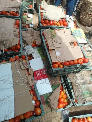 Fresh Tomatoes for Bulk Supply | Crates Baskets Available