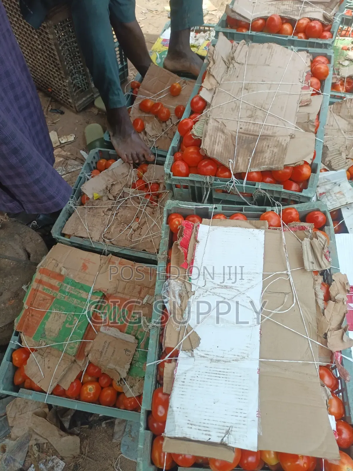 Fresh Tomatoes for Bulk Supply | Crates Baskets Available