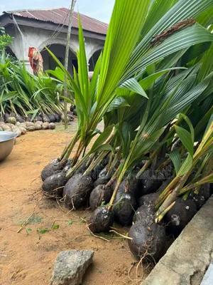 Hybrid Dwarf Coconut