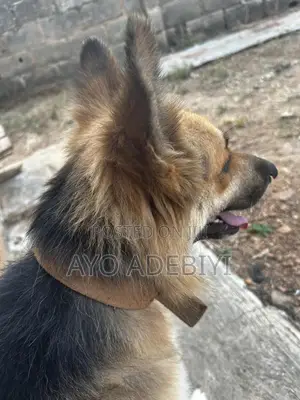1+ year Male Purebred German Shepherd