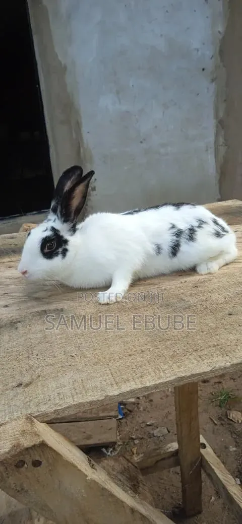 Rabbits Available for Rehoming