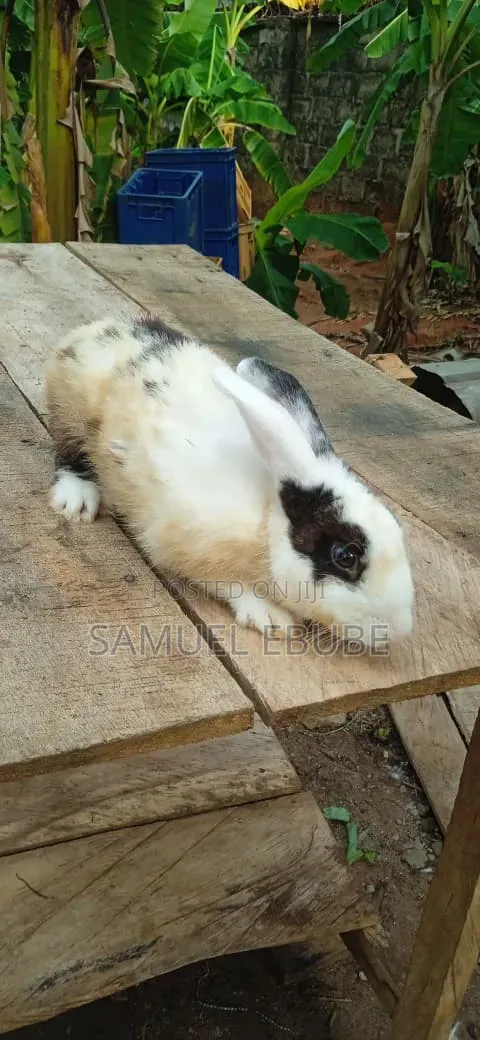 Rabbits Available for Rehoming