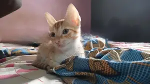 1-3 months Male Purebred Cat