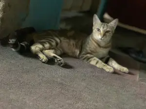 6-12 months Female Purebred Tabby