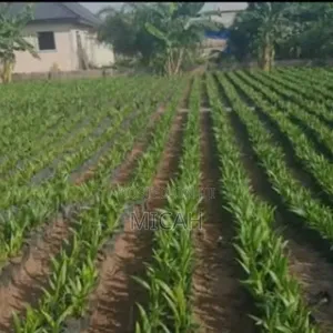 Palms Seedlings
