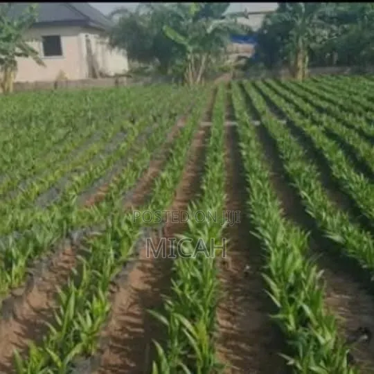 Palms Seedlings