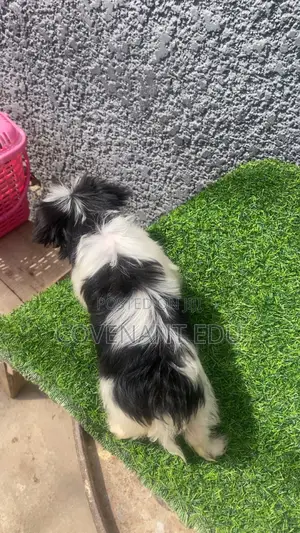 1-3 months Female Purebred Lhasa Apso