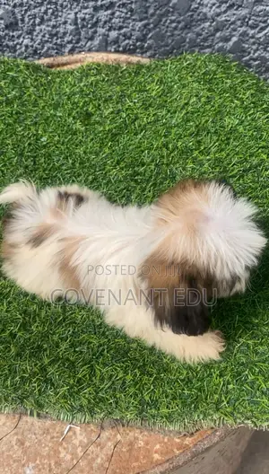 1-3 months Female Purebred Lhasa Apso
