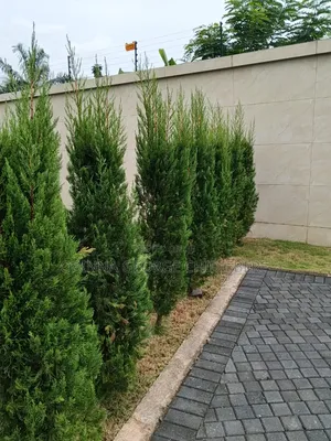 Garden Flowers