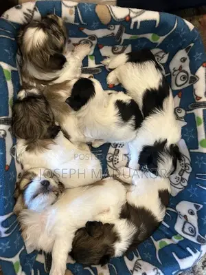 1-3 months Female Purebred Lhasa Apso
