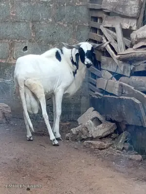 Ileya Ram at Emuren Farms