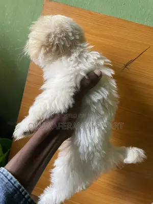 1-3 months Female Purebred Lhasa Apso