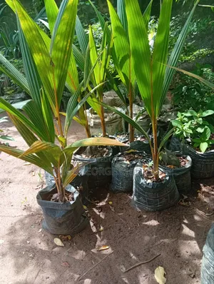 Dwarf Coconut
