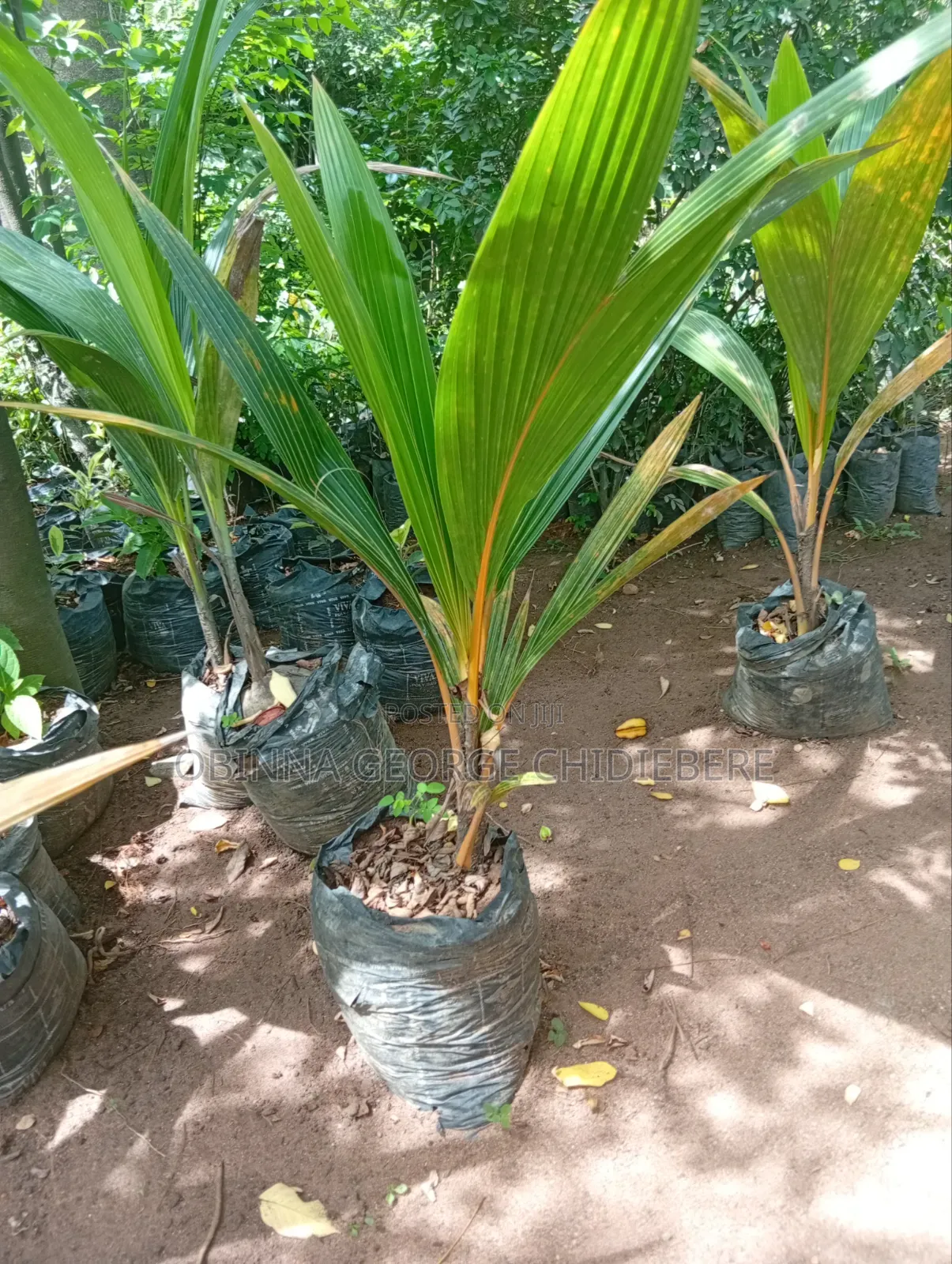 Dwarf Coconut