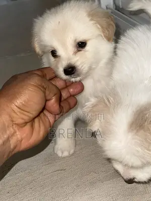 1-3 months Female Purebred Lhasa Apso
