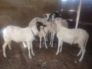 Salah Ram for Sale at Affordable Prices