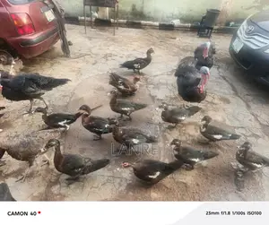 Muscovy Duck Breed
