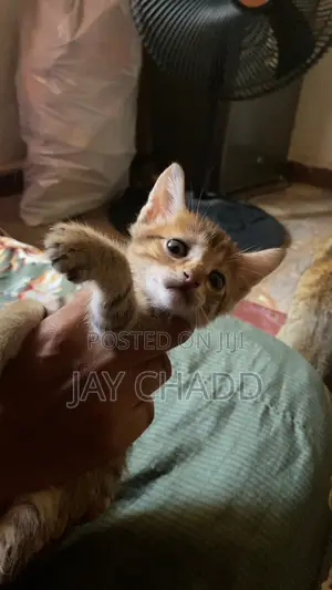 0-1 month Female Purebred American Shorthair