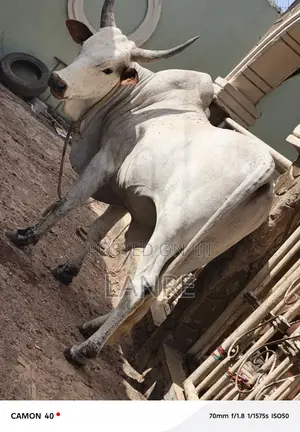 Giant Cows