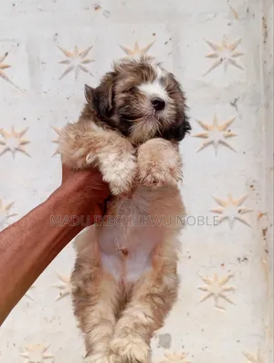 1-3 months Male Purebred Lhasa Apso